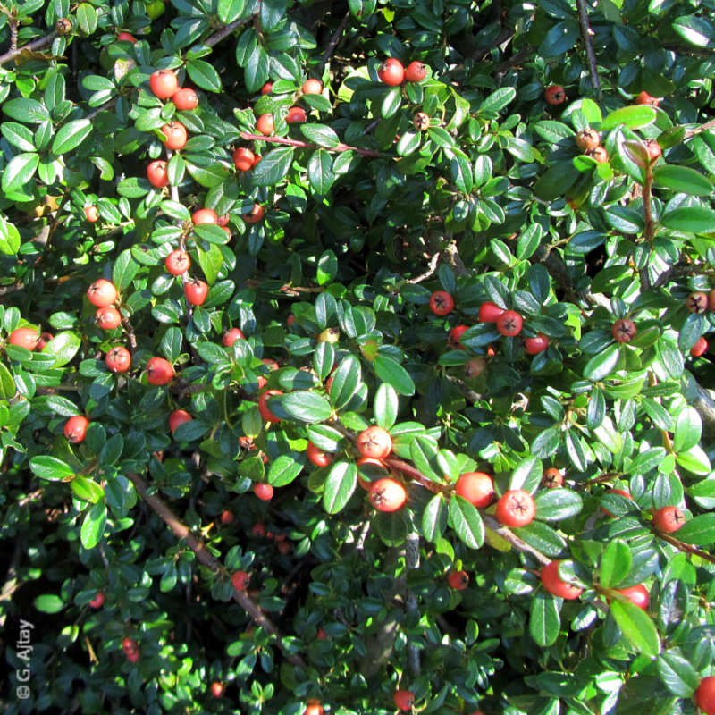 Cotoneaster: Alle Sorten & Arten